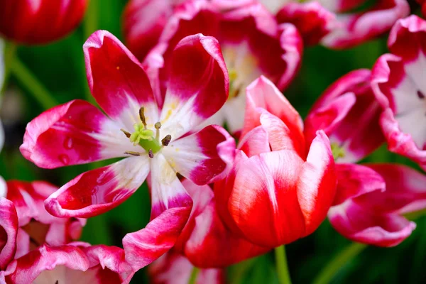 Des tulipes en fleurs ferment le fond — Photo