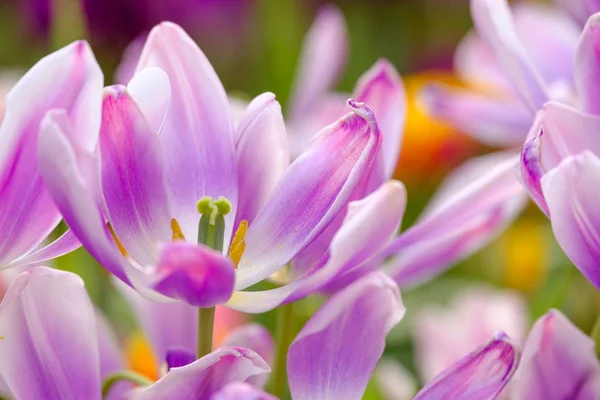 Des tulipes en fleurs ferment le fond — Photo