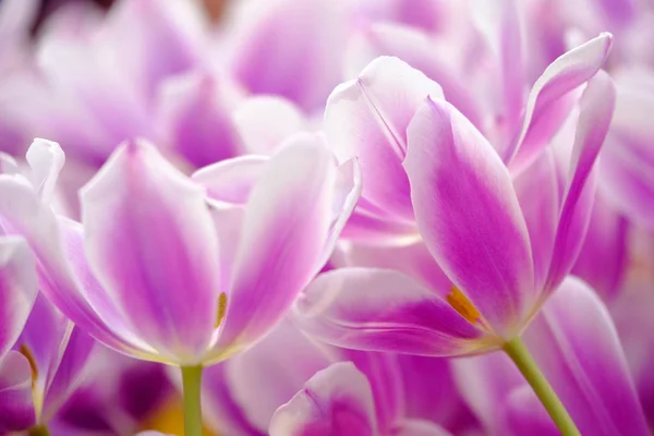 Des tulipes en fleurs ferment le fond — Photo