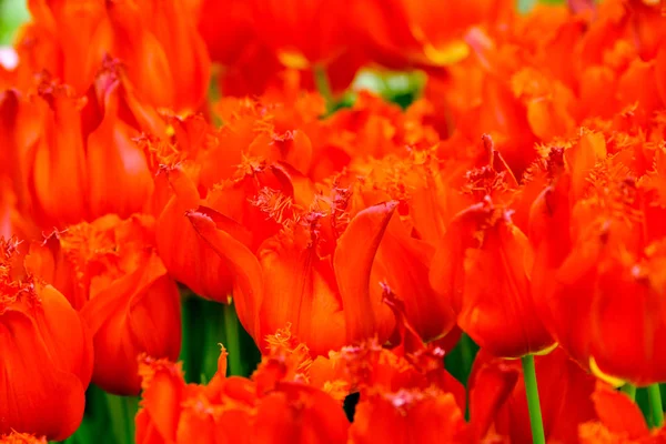 Blommande tulpaner närbild bakgrund — Stockfoto
