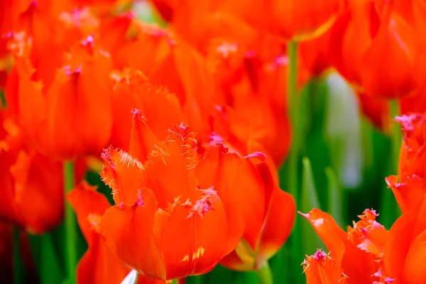 Tulipani in fiore primo piano sfondo — Foto Stock