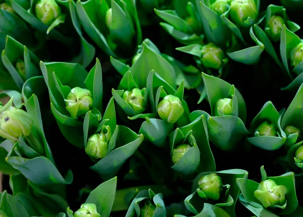 Widok z góry pąki tulipanów — Zdjęcie stockowe