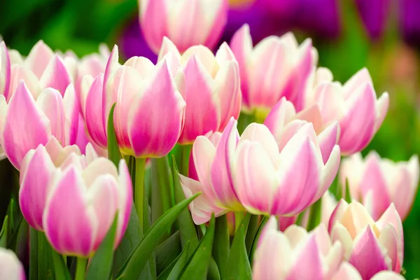 Bloeiende tulpen close-up achtergrond — Stockfoto