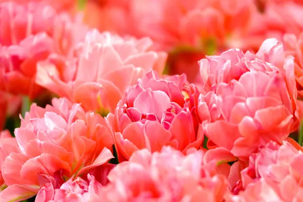 Blommande tulpaner närbild bakgrund — Stockfoto