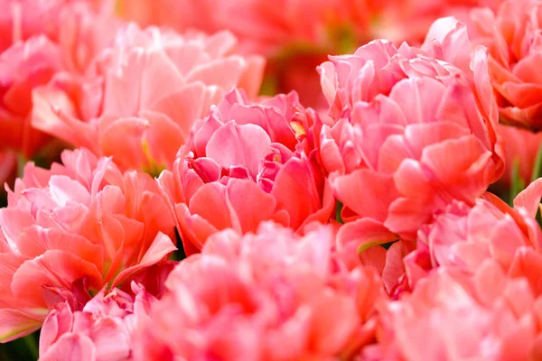 Blommande tulpaner närbild bakgrund — Stockfoto