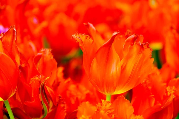 Blommande tulpaner närbild bakgrund — Stockfoto