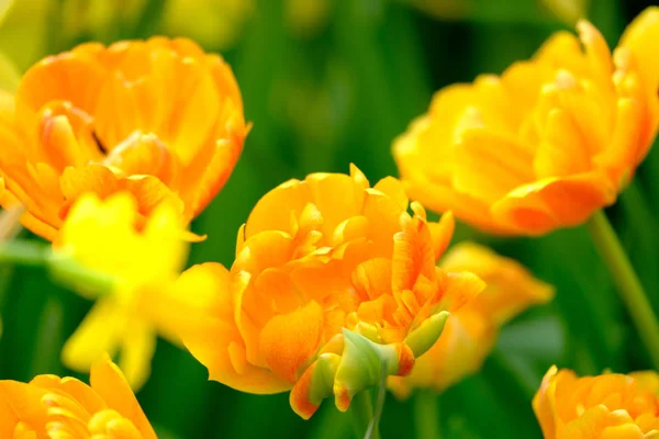 Bloeiende tulpen close-up achtergrond — Stockfoto