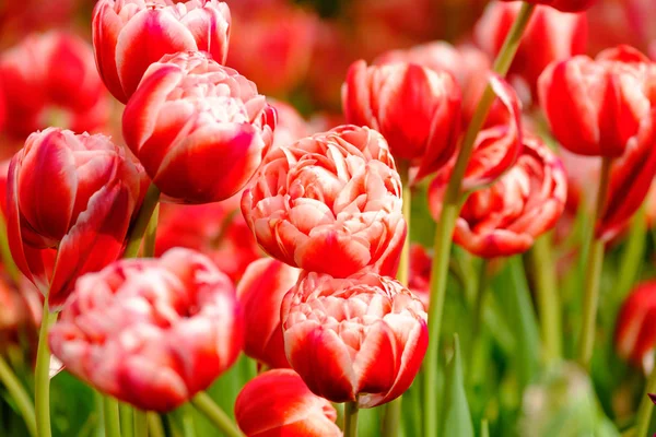 Floração tulipas fechar o fundo — Fotografia de Stock