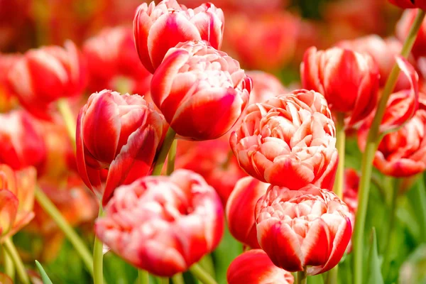 Bloeiende tulpen close-up achtergrond — Stockfoto