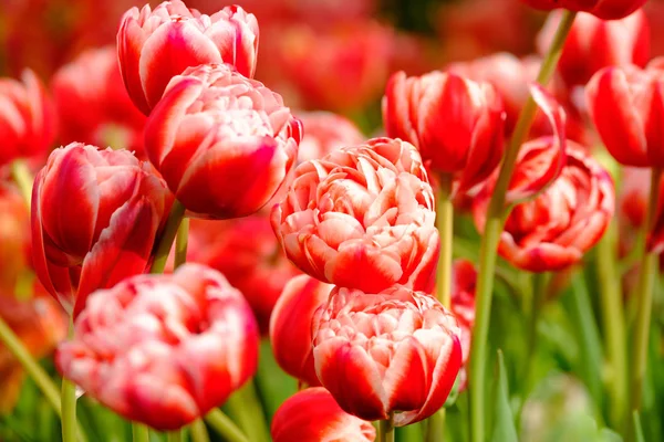 Blossoming tulips close up background — Stock Photo, Image