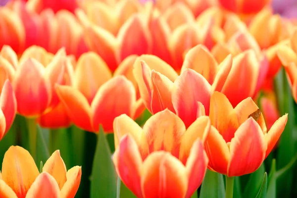 Цветущие тюльпаны на фоне — стоковое фото