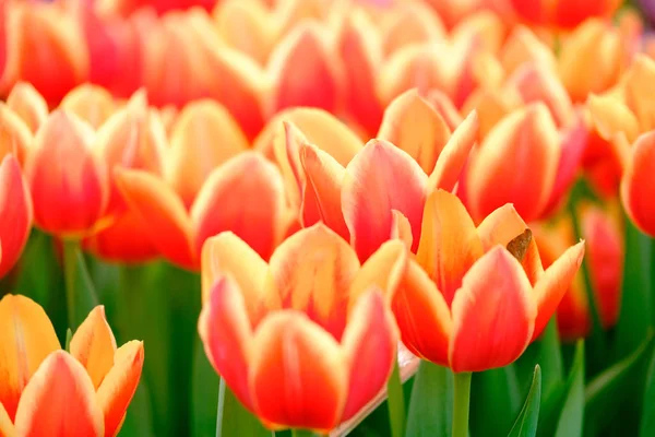 Цветущие тюльпаны на фоне — стоковое фото