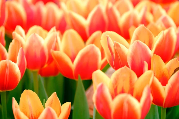 Bloeiende tulpen close-up achtergrond — Stockfoto