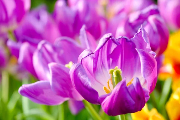 Bloeiende tulpen close-up achtergrond — Stockfoto