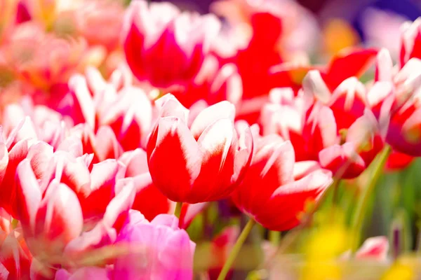 Bloeiende tulpen close-up achtergrond — Stockfoto