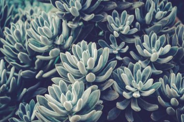 Kaktüs detaylar makro yakın çekim