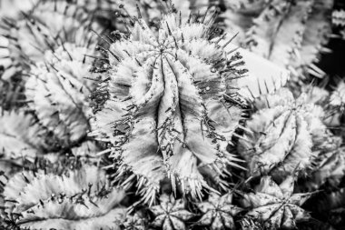 Kaktüs detaylar makro yakın çekim