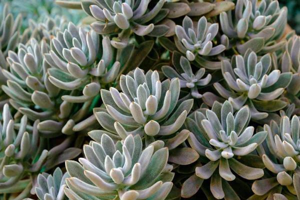 Cactus details macro close-up — Stockfoto