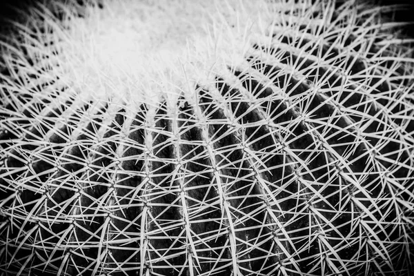 Kaktus detaily makro zblízka — Stock fotografie