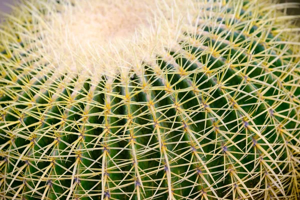 Detalhes do cacto macro close up — Fotografia de Stock