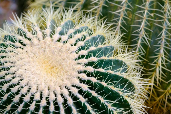 Kaktus detaily makro zblízka — Stock fotografie