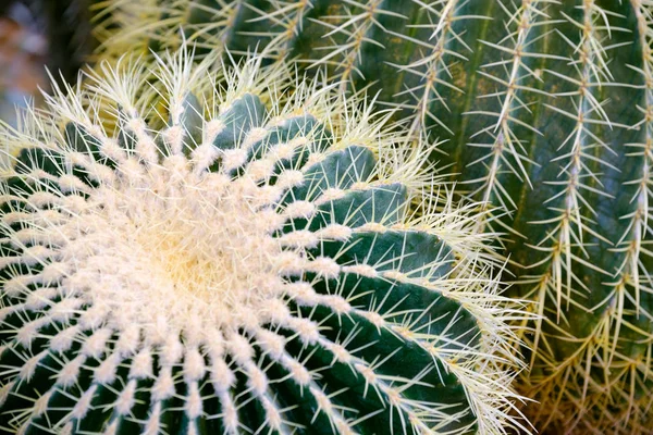 Cactus details macro close up — Stock Photo, Image