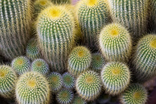 Detalhes do cacto macro close up — Fotografia de Stock