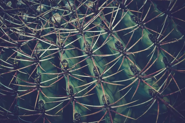 Kaktus detaily makro zblízka — Stock fotografie