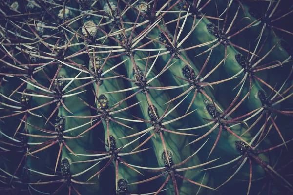 Cactus details macro close up — Stock Photo, Image