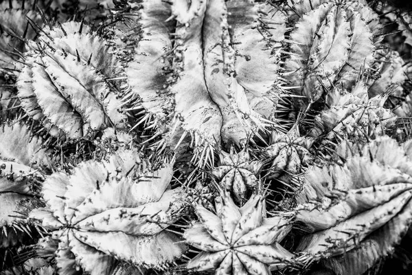 Cactus details macro close up — Stock Photo, Image