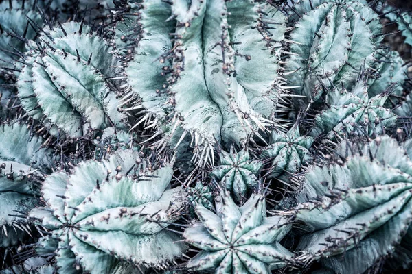 Kaktus dane makro z bliska — Zdjęcie stockowe