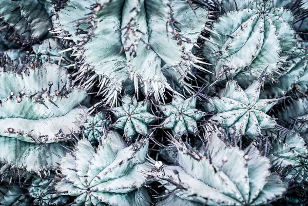 Cactus details macro close up — Stock Photo, Image