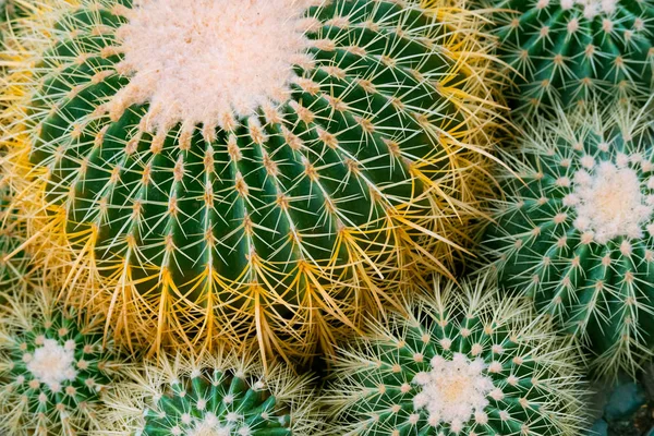 Cactus details macro close up — Stock Photo, Image