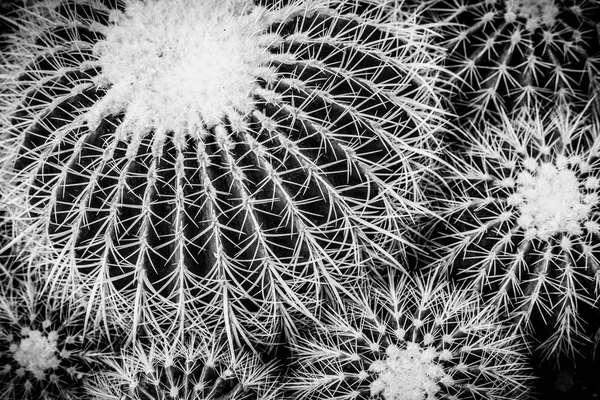 Cactus details macro close up — Stock Photo, Image