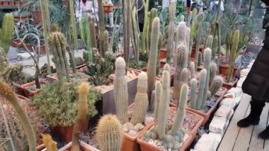 İnsanlar bir sergi çöl bitkilerin katılmak