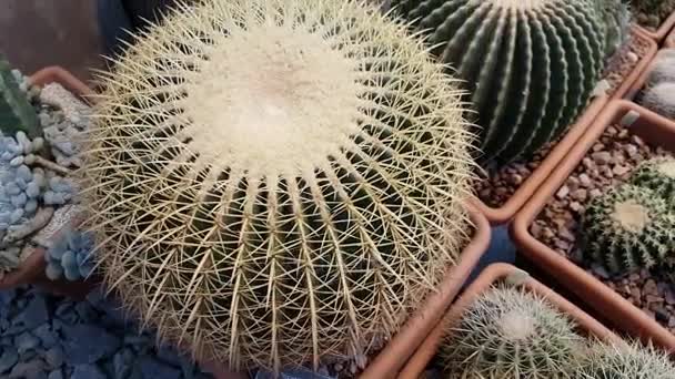 Dettagli del cactus macro primo piano — Video Stock