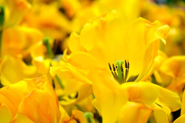 Bloeiende tulpen close-up achtergrond — Stockfoto