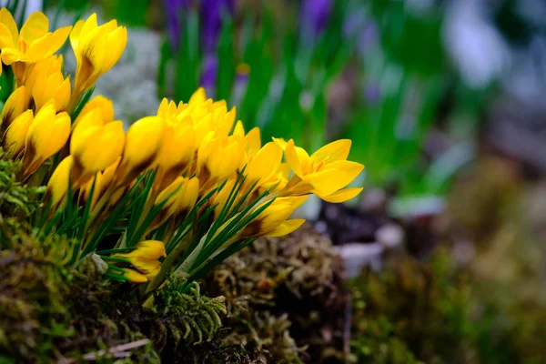 Blommande crocus blommor makro — Stockfoto