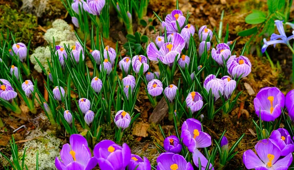 Blooming crocus flowers macro — Stock Photo, Image