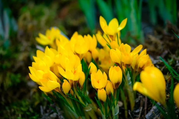 Çiçeklenme bitkisi çiçeği makro — Stok fotoğraf