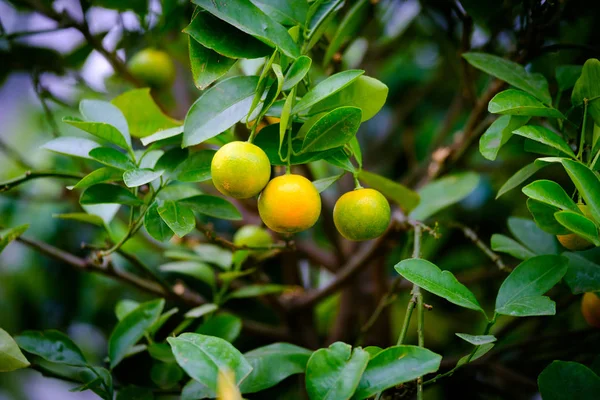 Frutos de tangerina no ramo — Fotografia de Stock