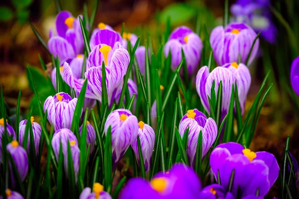 Blommande crocus blommor makro — Stockfoto