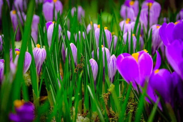 Çiçeklenme bitkisi çiçeği makro — Stok fotoğraf