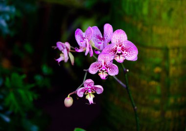 Pembe çiçek açan orkide makro