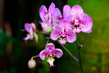 Pembe çiçek açan orkide makro