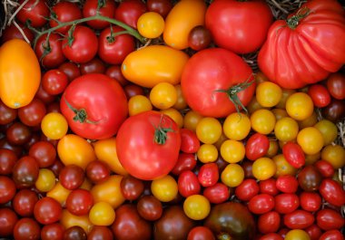 Domates hasat farklı çeşitleri