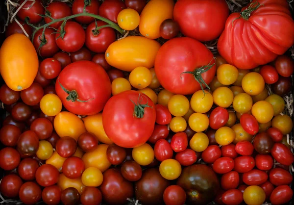 Different varieties of tomato harvest — Stock Photo, Image