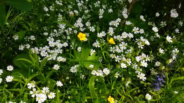 Свіжі білі квіти на початку літньої природи — стокове відео