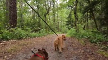 İki küçük köpek parkta yürüyüş