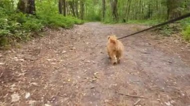 Brükselli bir ormanda yürüyüş Griffon köpek doğurmak